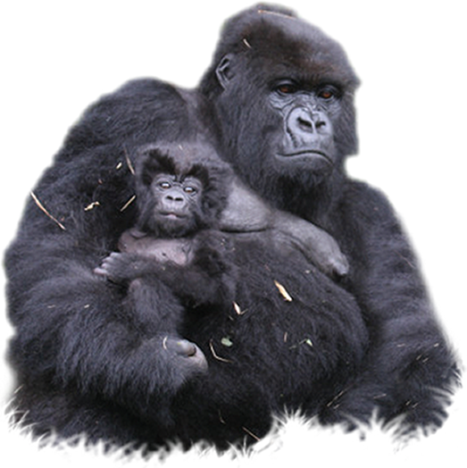 gorille.png