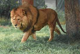 lionjpg lionjpg.jpg